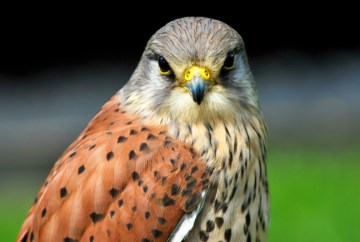 Cornish-Birds-of-Prey-Centre