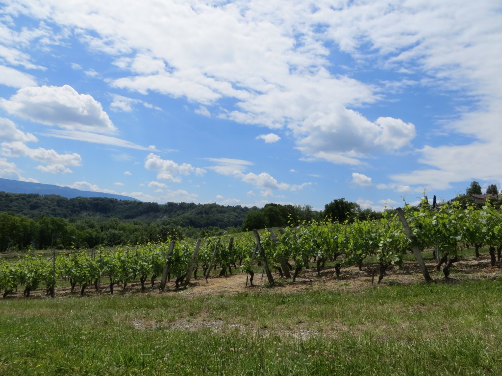 We spent Saturday celebrating the opening of the Swiss wine season.