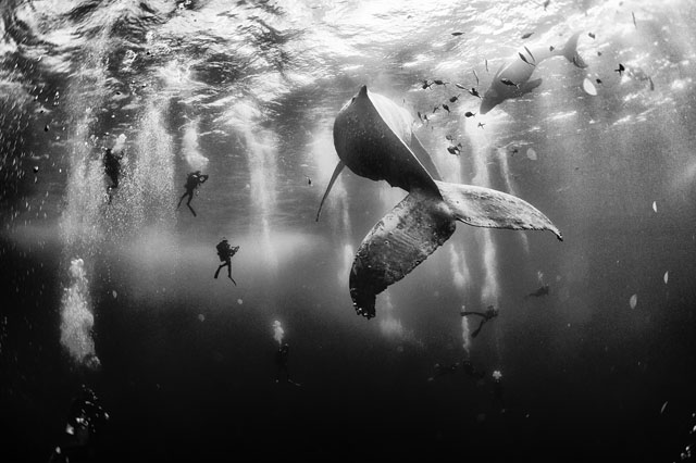 Diving with a humpback whale and her new born calf while they cruise around Roca Partida Island, in Revillagigedo, Mexico. This is an outstanding and unique place full of pelagic life so we need to accelerate the incorporation of this islands into UNESCO as natural heritage site in order to increase the protection of the islands against the prevailing ilegal fishing corporations and big game fishing.