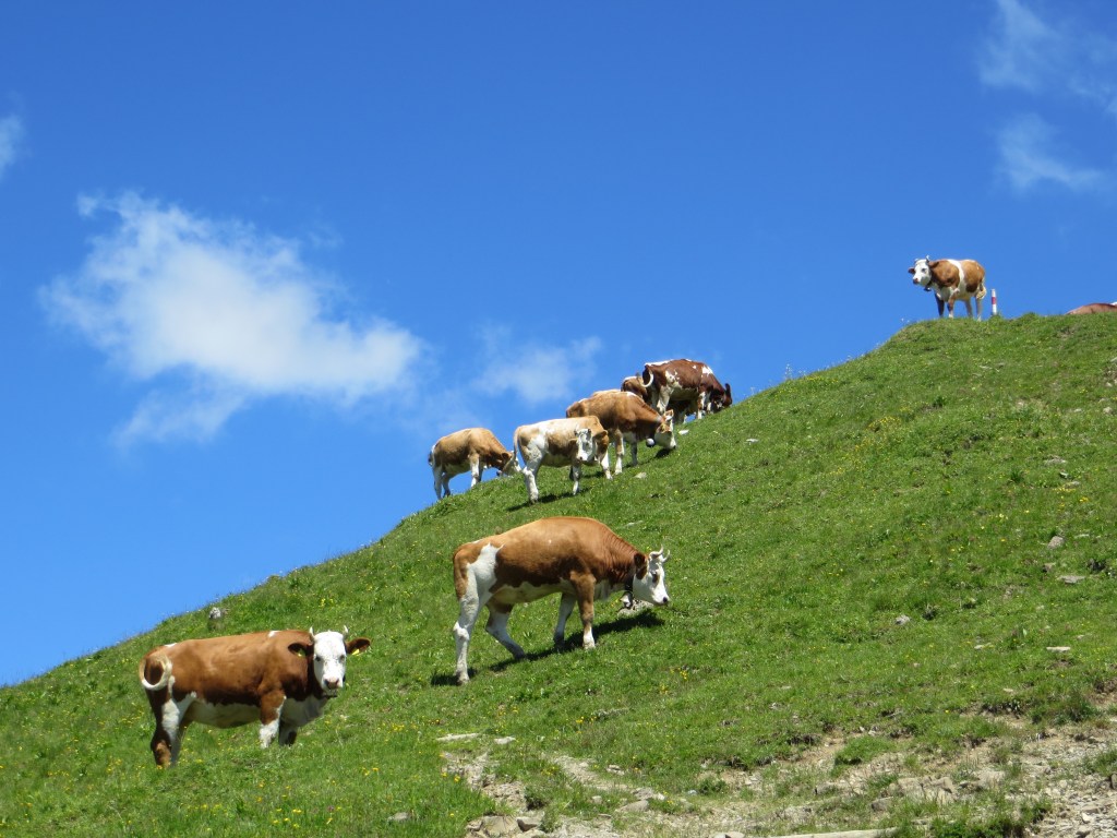 On how to win an argument in&nbsp;Switzerland